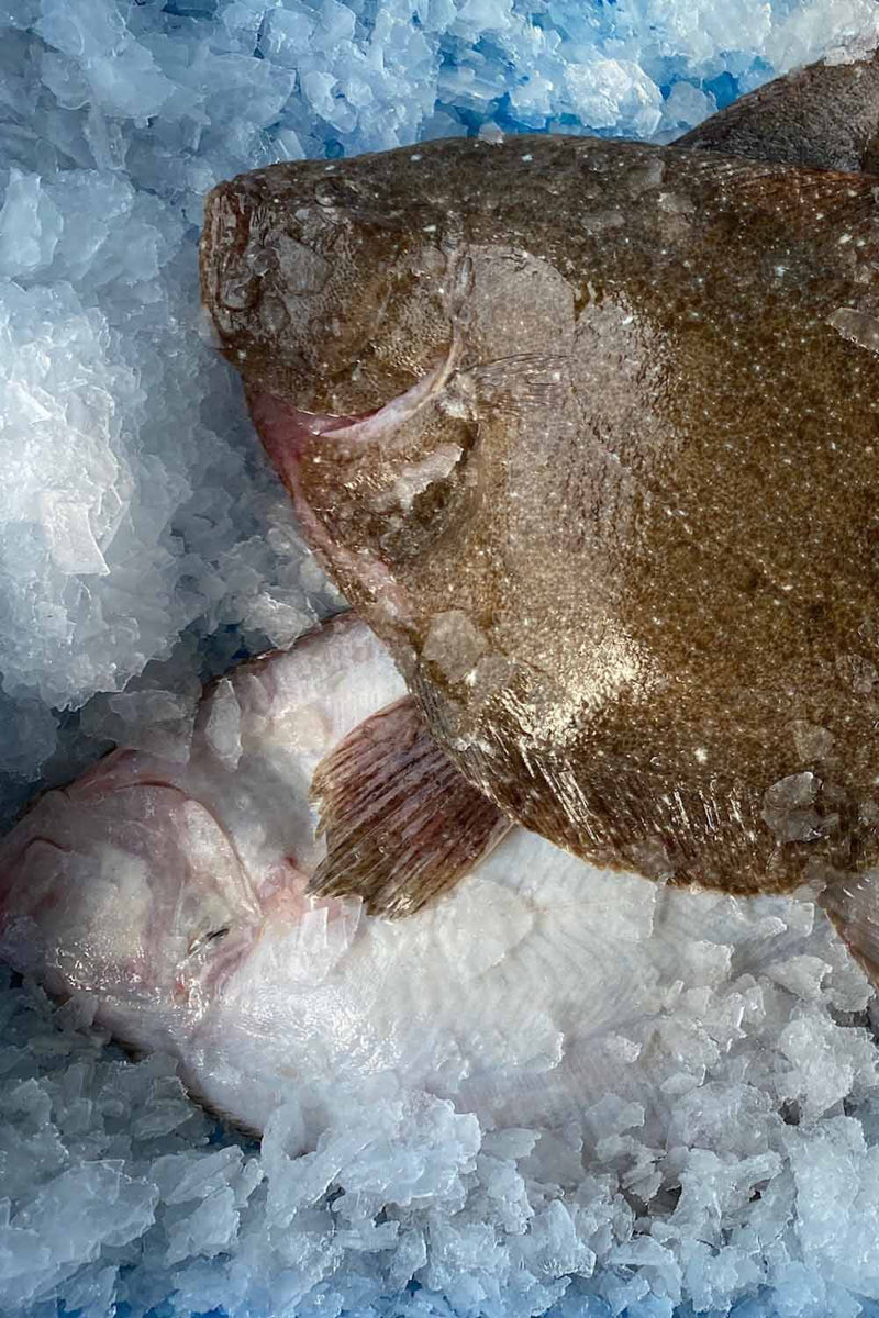 Fresh Brill Tbone Fresh sustainable fish delivered next day Rockfish
