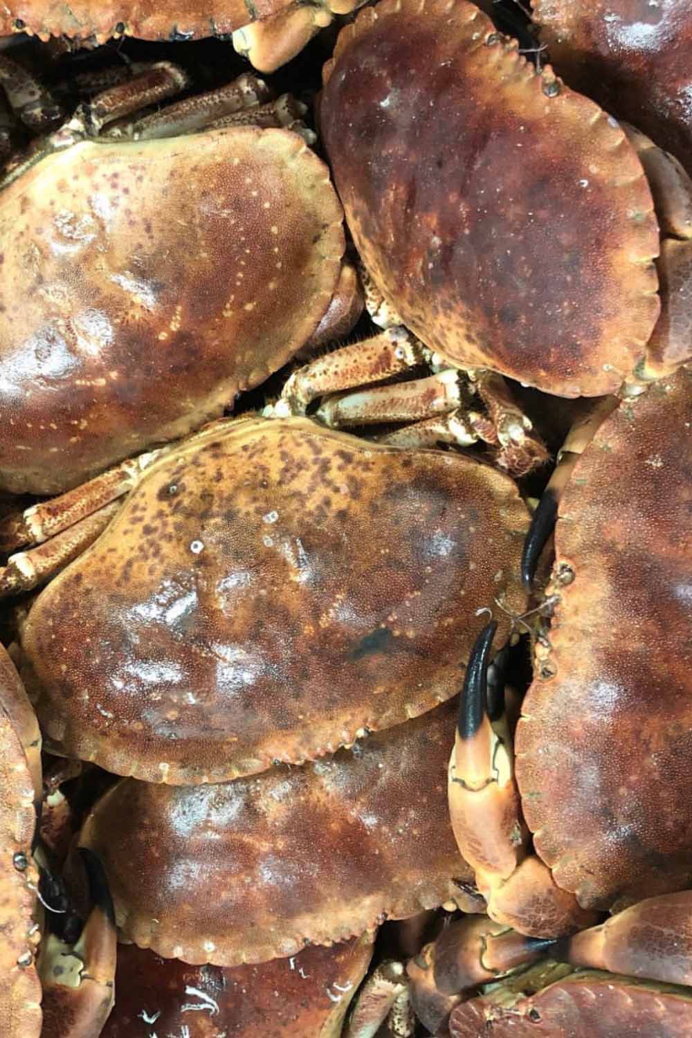 Whole Fresh Dressed Crab Rockfish Whole Fresh Dressed Crab Rockfish