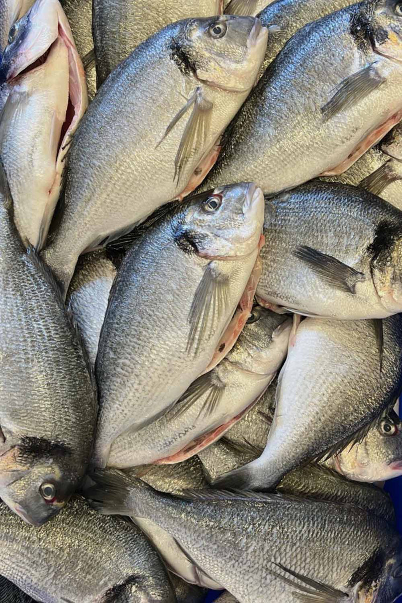 Gilt Sea Bream Fillet - Frozen – Rockfish