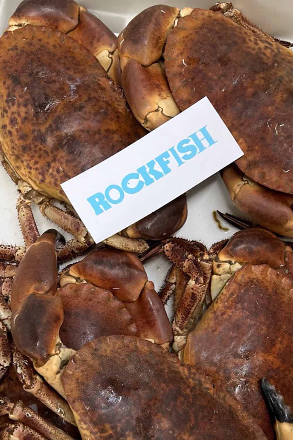 Whole Fresh Dressed Crab Rockfish Whole Fresh Dressed Crab Rockfish