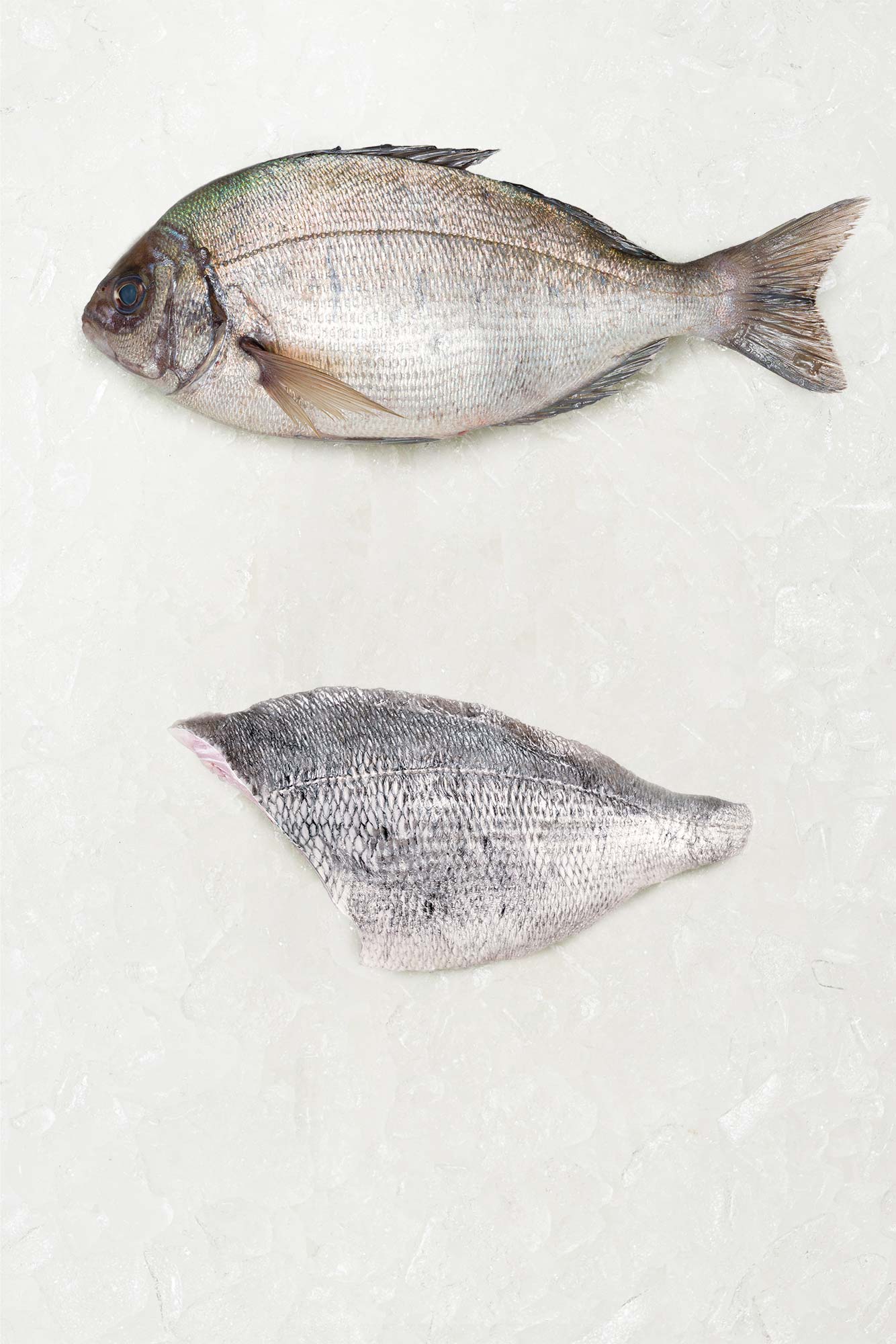 Black bream fillet from Rockfish