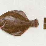 Frozen Brill T-Bone - Rockfish seafood at home the online fishmonger portion