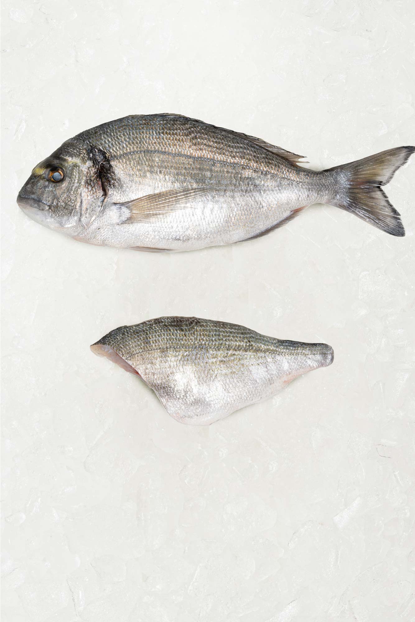 Gilt head Bream fillet from Rockfish