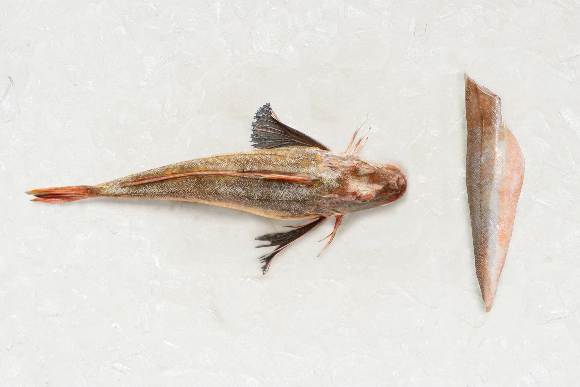 Frozen Gurnard fillet - Rockfish seafood at home the online fishmonger portion - mobile