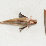 Frozen Gurnard fillet - Rockfish seafood at home the online fishmonger portion - mobile