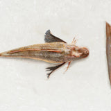 Frozen Gurnard fillet - Rockfish seafood at home the online fishmonger portion - mobile