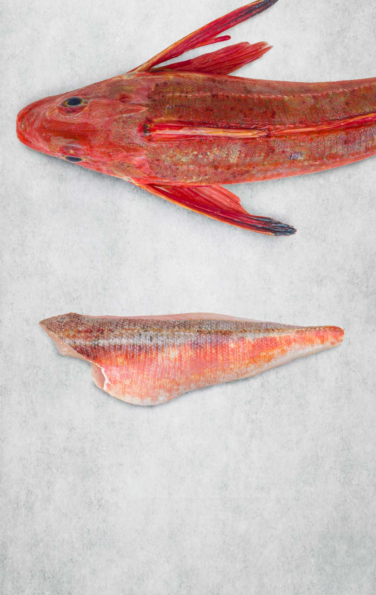 Rockfish Gurnard 1 fillet portion fro Rockfish