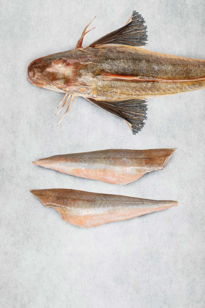 Gurnard fillets - Fresh sustainable fish delivered next day – Rockfish