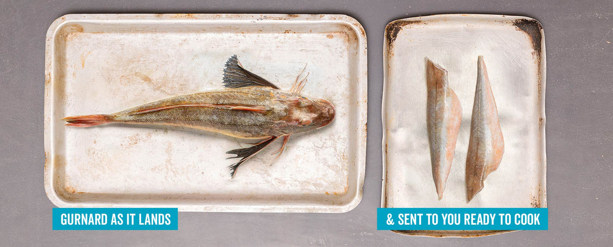 Gurnard fillets - Fresh sustainable fish delivered next day – Rockfish