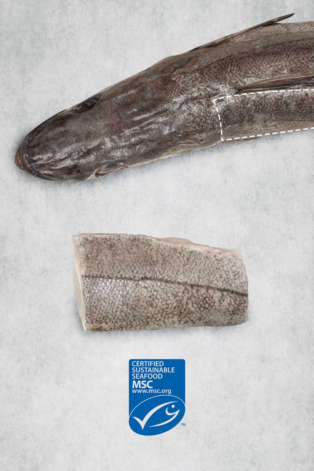 Full Hake Fresh Hake Fillet - Fresh sustainable Hake fillets delivered nationwide ...