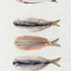 Butterflied Herring - Frozen