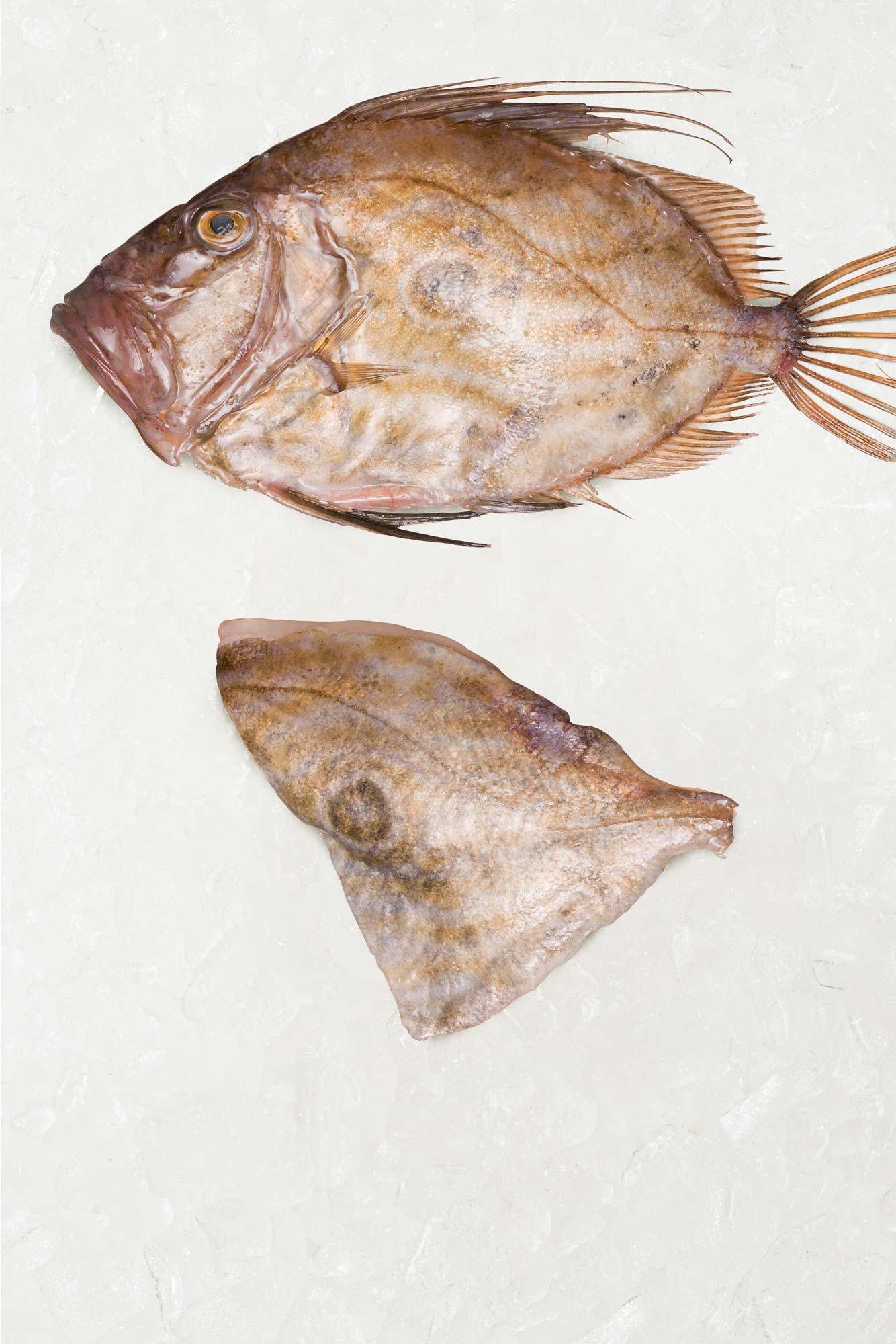 John Dory fillet on ice