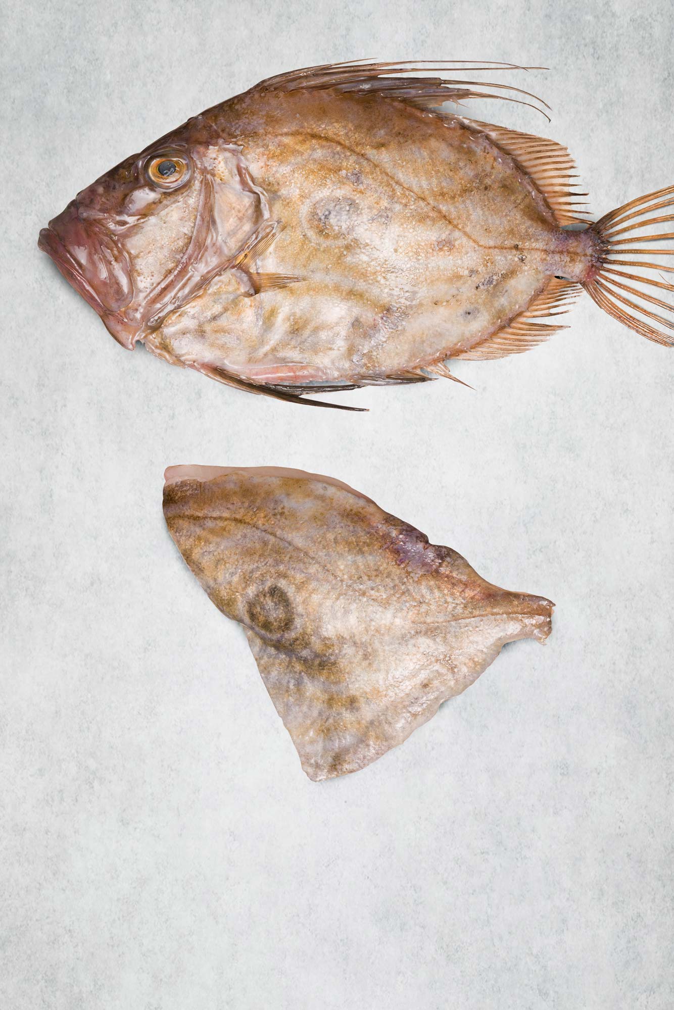 John Dory Fillet