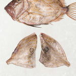 John Dory fillets on ice