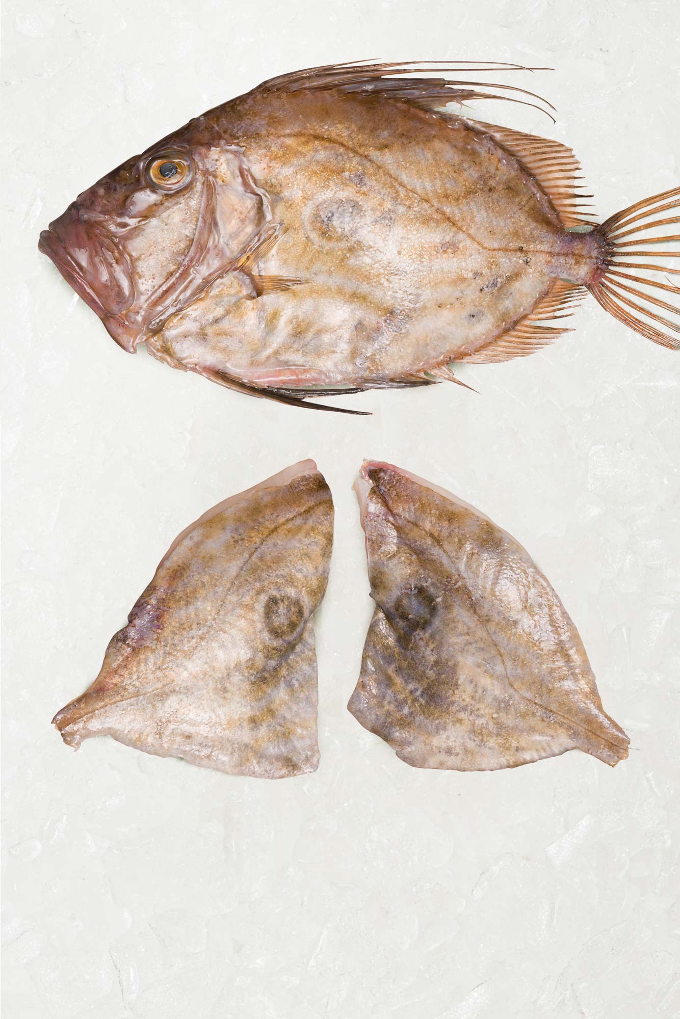 John Dory fillets on ice