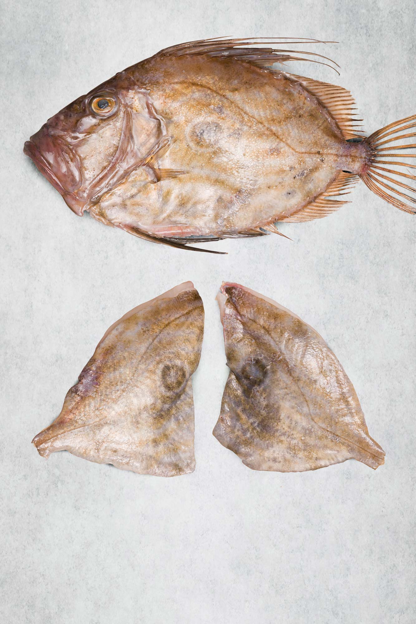 John Dory Fillets