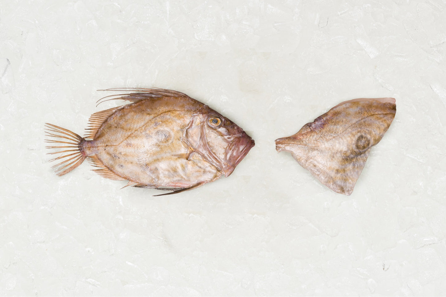 Frozen John Dory fillet - Rockfish seafood at home the online fishmonger portion - mobile