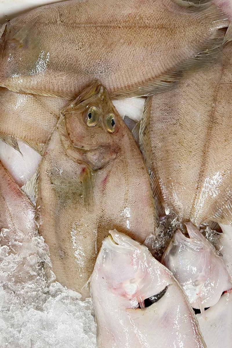 Sole Rack Fish Megrim Sole – Rockfish