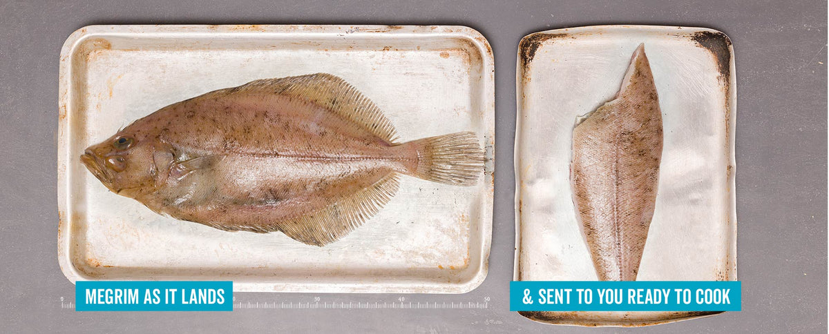 Sole Rack Fish Megrim Sole – Rockfish