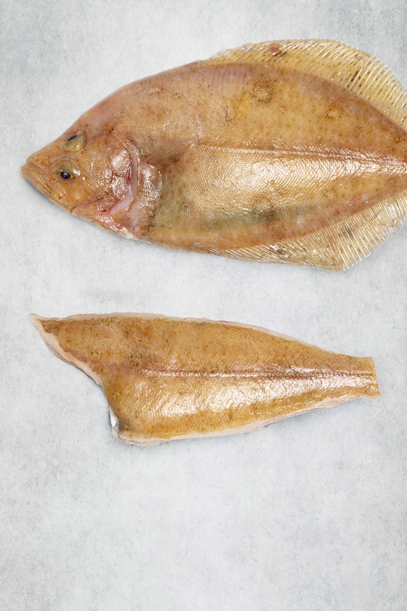 Megrim Sole