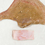Frozen Ray T-bone 