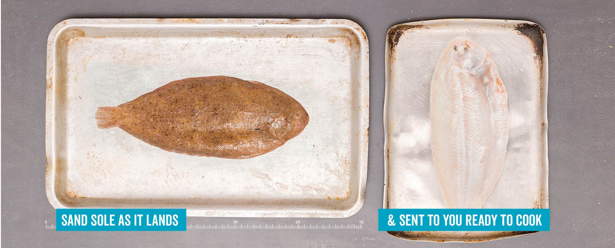 Sole Rack Fish Sand Sole – Rockfish