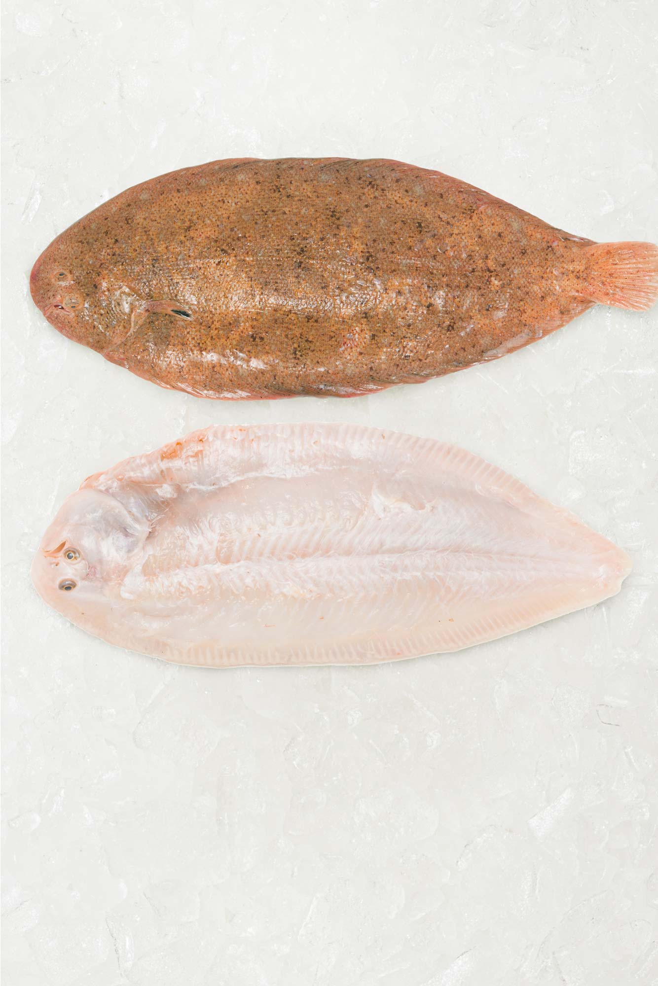 Frozen Sand Sole with skin and tail removed