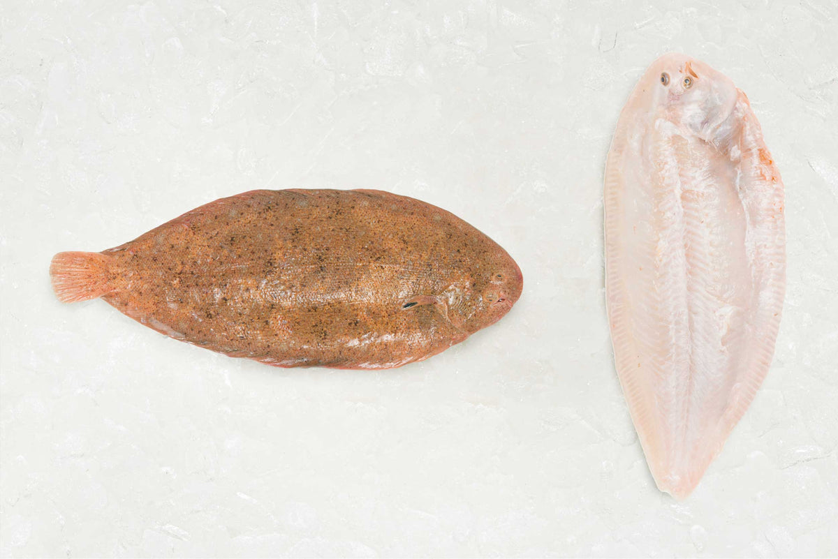 Sand Sole - Frozen – Rockfish