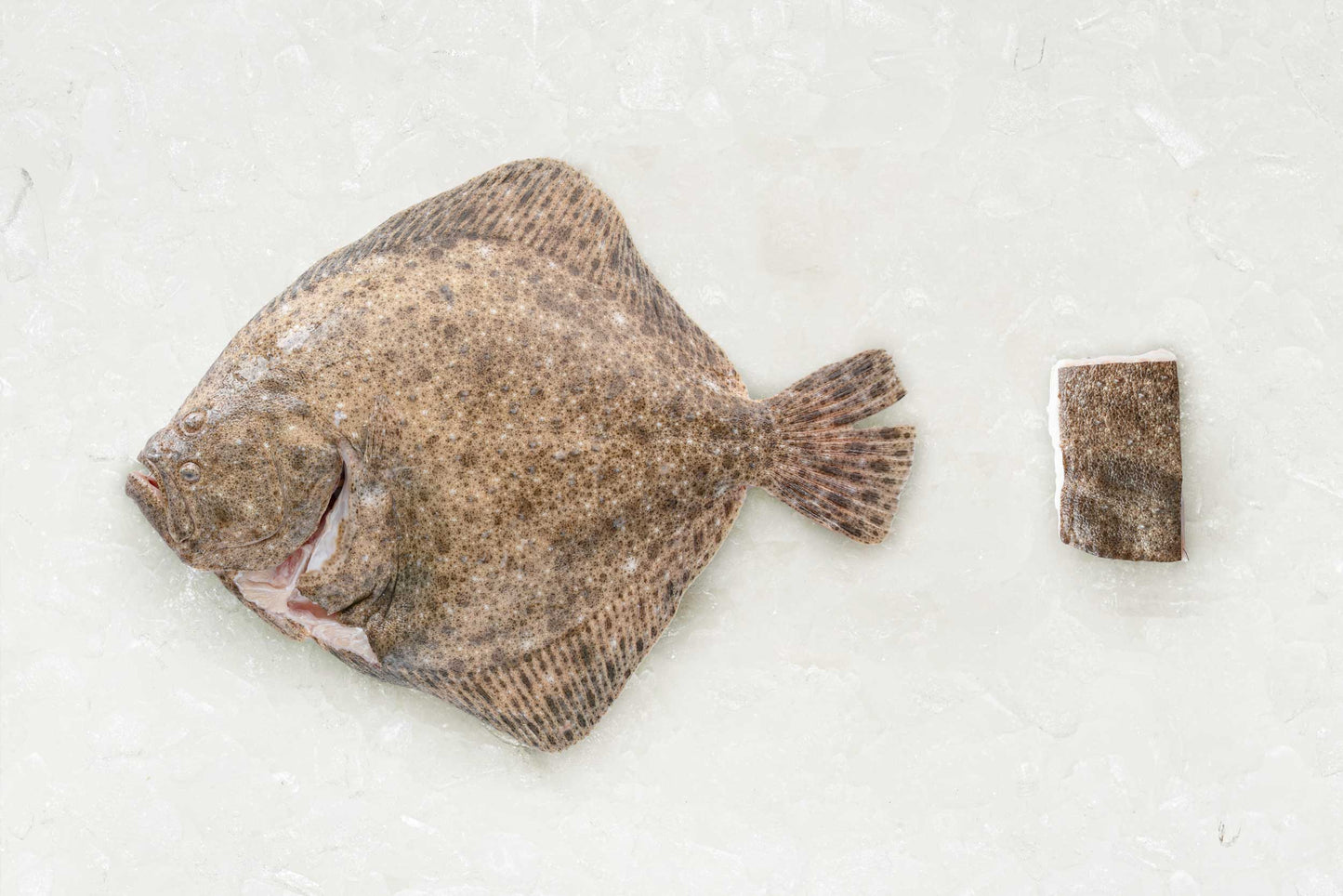 Turbot T-Bone - Rockfish seafood at home the online fishmonger portion - mobile