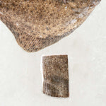 Frozen Turbot T-bone from Rockfish