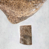 Fresh British Turbot T-bone from Rockfish