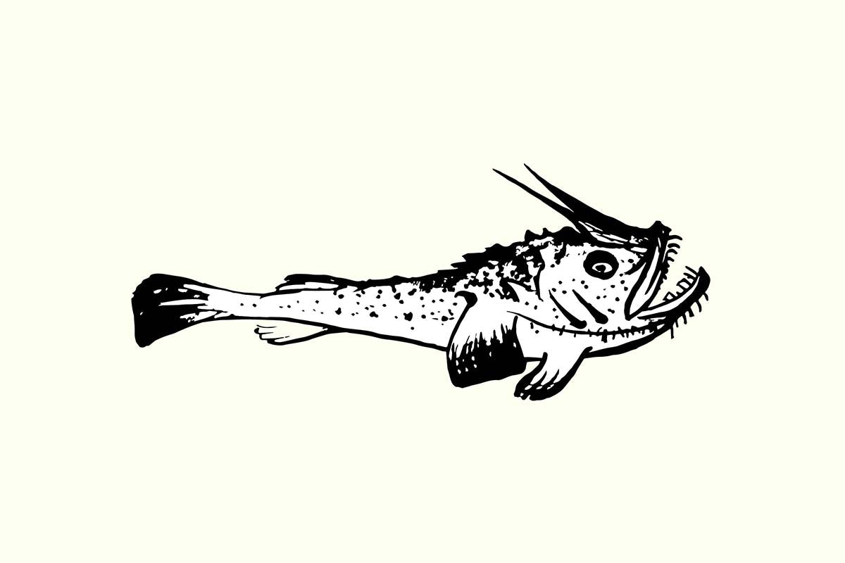 2 x Kids Monkfish Fillet - Frozen