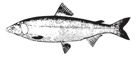 Smoked Salmon 500g ready to eat