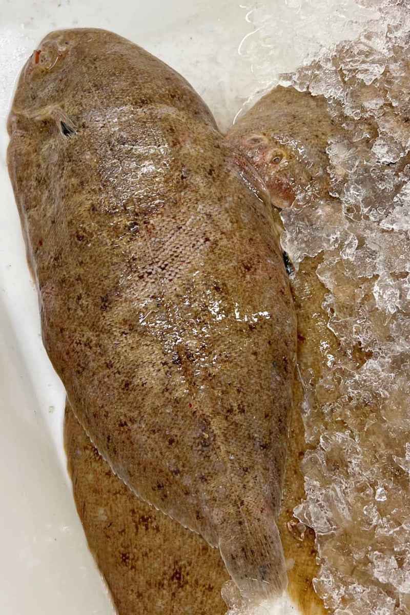 Sand Sole Rockfish