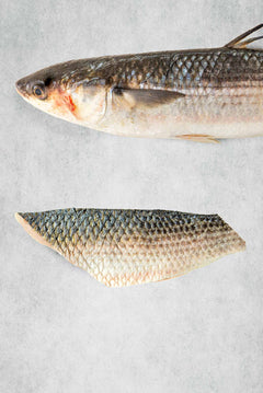 Fresh Silver Mullet fillet