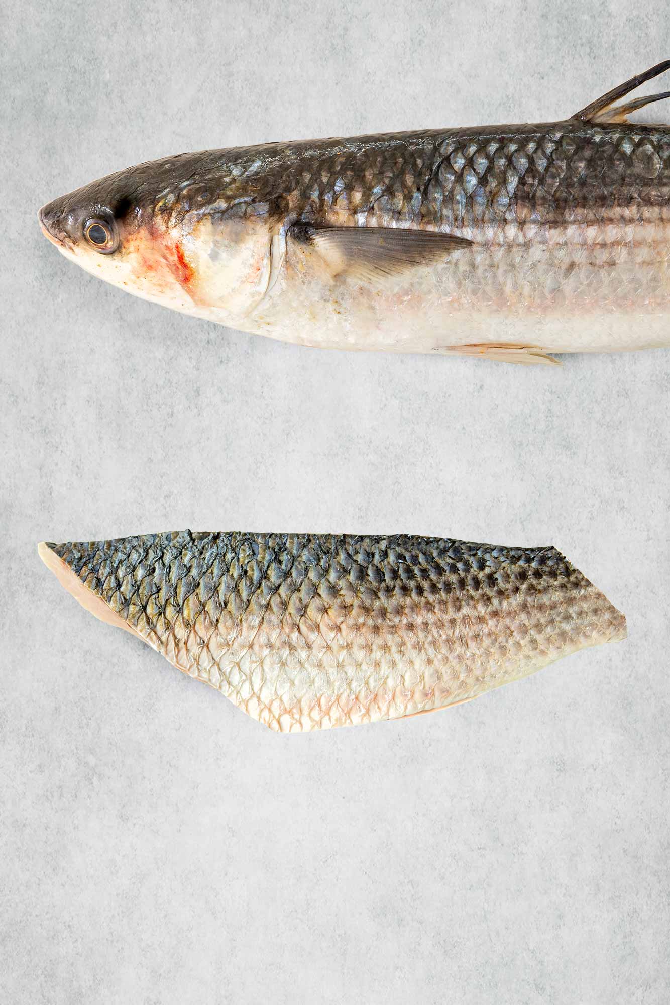 Fresh Silver Mullet fillet